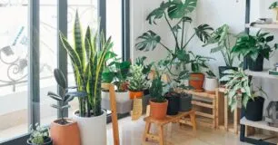 Como escolher plantas adequadas para sua casa e arrasar