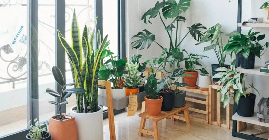 Como escolher plantas adequadas para sua casa e arrasar
