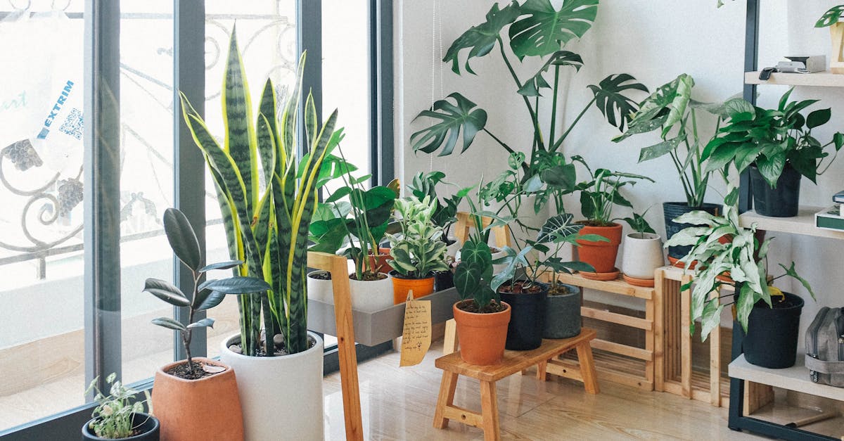 Como escolher plantas adequadas para sua casa e arrasar Como escolher plantas adequadas para sua casa e arrasar
